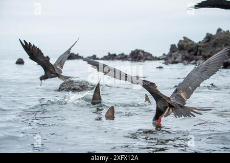 Lo squalo pinna nera (Carcharhinus limbatus) e il magnifico fregata magnificens seguono il leone marino da caccia al tonno nelle basse acque, talvolta si schiantano durante la caccia. Un gruppo di tori di leone marino ha imparato ad allevare tonno albacora pelagiche in una piccola insenatura, catturandoli. I pesci spesso saltano a terra nel tentativo di fuggire. Punta Albemarle, Isola Isabela, Galapagos. Foto Stock