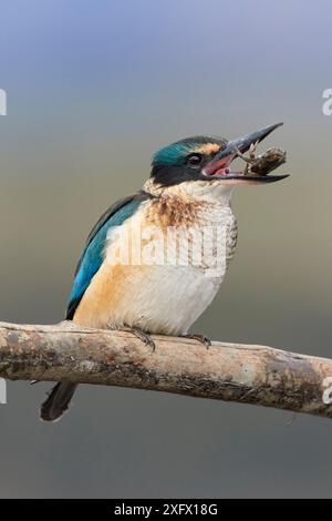 Kingfisher sacro/neozelandese (Todiramphus sanctus) arroccato su una palude che lancia un granchio di fango. Penisola di Banks, Isola del Sud, nuova Zelanda. Luglio. Foto Stock