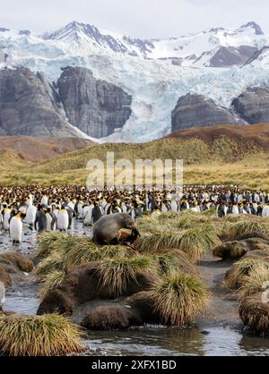 Foca da pelliccia antartica (Arctocephalus gazella) che poggia sull'erba del tussock, graffiando il naso. Pinguino re (Aptenodytes patagonicus) colonia sullo sfondo. Gold Habour, Georgia del Sud. Ottobre 2017. Foto Stock