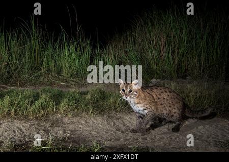 La pesca cat (Prionailurus viverrinus) camminando lungo un percorso, Dudhwa National Park, Uttar Pradesh, India. Fotografata utilizzando una trappola della fotocamera. Foto Stock