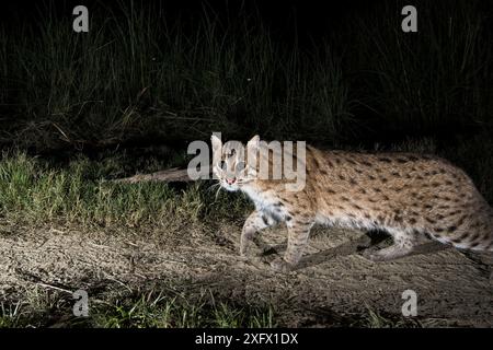 La pesca cat (Prionailurus viverrinus) camminando lungo un percorso, Dudhwa National Park, Uttar Pradesh, India. Fotografata utilizzando una trappola della fotocamera. Foto Stock