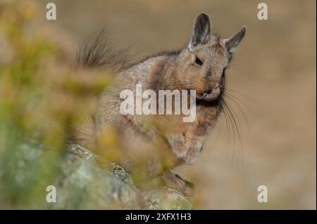 Wolffsohn&#39;s viscacha (Lagidium wolffsohni) futuro Parco Nazionale della Patagonia, Cile. Foto Stock