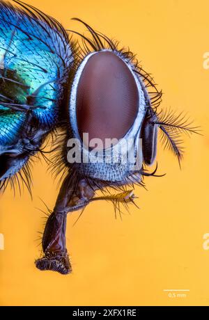 Testa di una mosca di bottiglia verde (Lucilia sp., probabilmente L. illustris). Pila di 234 fotogrammi. Foto Stock