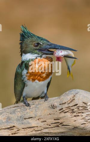 Amazon kingfisher (Chloroceryle amazona) con pesce, Cuiaba, Pantanal Matogrossense National Park, Pantanal, Brasile. Foto Stock