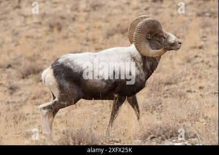 Pecore di Altai argali (Ovis ammon) Monti Altai, Mongolia. Novembre. Foto Stock