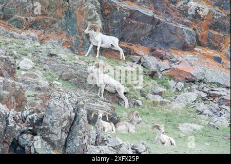 Pecore di Altai argali (Ovis ammon) Monti Altai, Mongolia. Giugno. Foto Stock