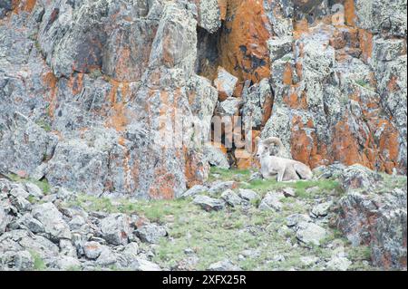 Pecore di Altai argali (Ovis ammon) Monti Altai, Mongolia. Giugno. Foto Stock