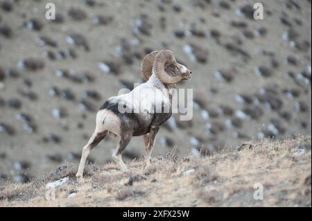 Pecore di Altai argali (Ovis ammon) Monti Altai, Mongolia. Ottobre. Foto Stock