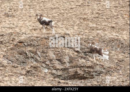 Pecore di Altai argali (Ovis ammon) Monti Altai, Mongolia. Novembre. Foto Stock