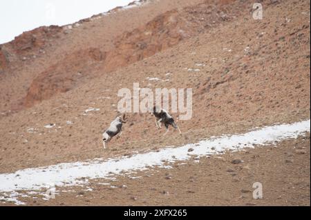 Pecore Altai argali (Ovis ammon ammon) maschi che combattono, montagne Altai, Mongolia. Ottobre. Foto Stock