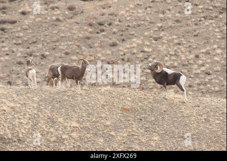 Pecore di Altai argali (Ovis ammon) Monti Altai, Mongolia. Novembre. Foto Stock