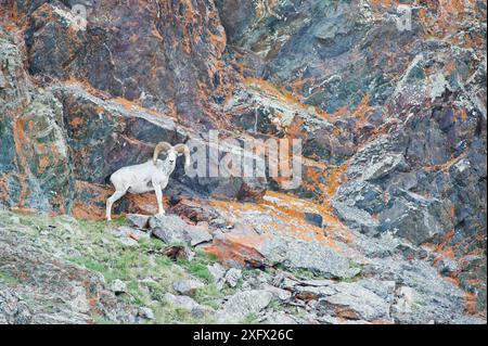 Pecore di Altai argali (Ovis ammon) Monti Altai, Mongolia. Giugno. Foto Stock