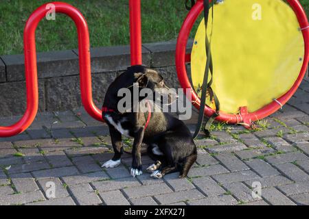 Nell'immagine, c'è un cane bianco e nero seduto accanto a un portabiciclette rosso. Il cane sembra essere calmo e attento ai suoi dintorni Foto Stock