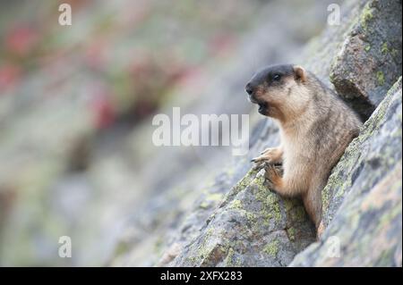 Marmotta con tappo nero (Marmota camtschatica) Distretto di Barguzinsky, Siberia, Russia. Ottobre. Foto Stock