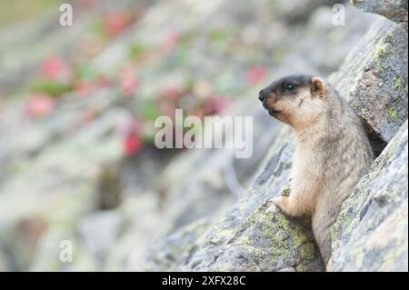 Marmotta con tappo nero (Marmota camtschatica) Distretto di Barguzinsky, Siberia, Russia. Ottobre. Foto Stock