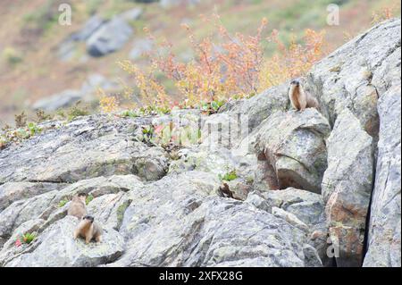 Marmotta con tappo nero (Marmota camtschatica) Distretto di Barguzinsky, Siberia, Russia. Ottobre. Foto Stock