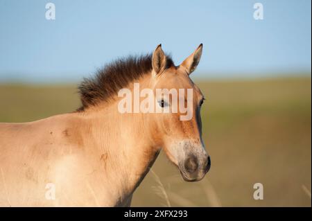 Cavallo di Przewalski (Equus ferus przewalski) Khustain Nuruu National Park, Mongolia. Giugno. Foto Stock