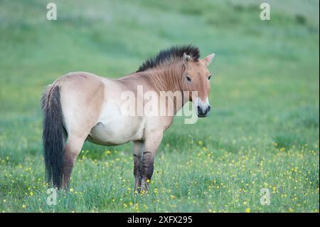 Cavallo di Przewalski (Equus ferus przewalski) Khustain Nuruu National Park, Mongolia. Giugno. Foto Stock