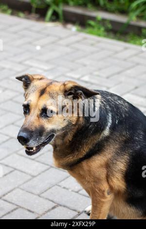 Un cane marrone e nero è seduto su un pavimento di mattoni accanto ad alcune piante, probabilmente un animale domestico della famiglia Canidae. Potrebbe appartenere a un branco Foto Stock