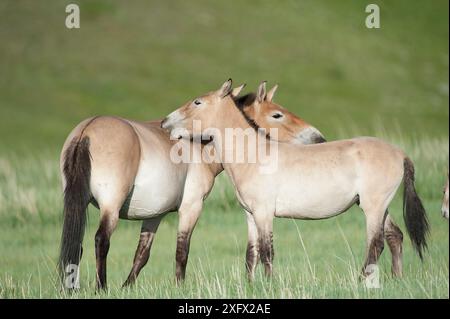 Momento affettuoso del cavallo Przewalski (Equus ferus przewalski), Parco Nazionale Khustain Nuruu, Mongolia. Giugno. Foto Stock