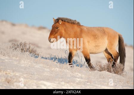 Cavallo di Przewalski (Equus ferus przewalski) Khustain Nuruu National Park, Mongolia. Dicembre. Foto Stock