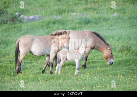 Cavalli Przewalski (Equus ferus przewalski) con puledro, Parco Nazionale Khustain Nuruu, Mongolia. Giugno. Foto Stock