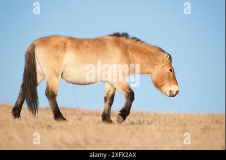 Cavallo Przewalski (Equus ferus przewalski) Parco Nazionale Khustain Nuruu, Mongolia. Marzo. Foto Stock