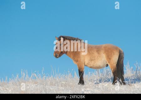 Cavallo di Przewalski (Equus ferus przewalski) Khustain Nuruu National Park, Mongolia. Dicembre. Foto Stock