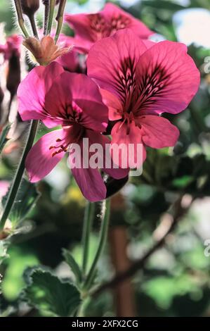 Gerani di foglie profumate (Pelargonium graveolens), Geraniaceae. Profumato di rosa. Pianta ornamentale. Fiori rosa. Foto Stock