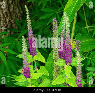 Impianto medico Teucrium hircanicum. La salvia di legno delle code viola cresce in una foresta, in un giardino. Foto Stock