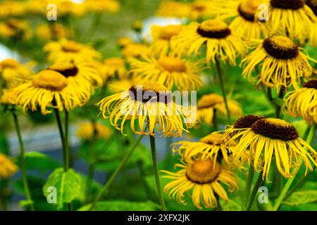 Telekia speciosa (Buphthalmum speciosum) Foto Stock