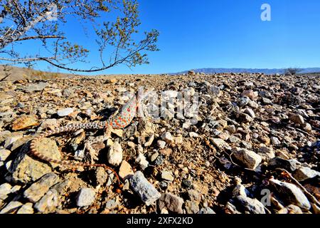 Lucertola leopardo dal naso lungo (Gambelia wislizenii) femmina gravida, deserto di Mohave, California, Stati Uniti. Giugno. Foto Stock