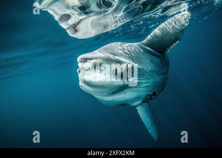 Ocean sunfish (Mola mola) off Halifax, Nova Scotia, Canada. Luglio. Foto Stock