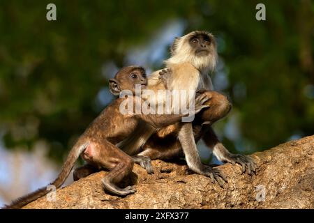 Hanuman langur o Common langur (Semnopithecus/ Presbytis entellus), femmina con giovani in albero, Ranthambhore National Park, Rajasthan, India Foto Stock