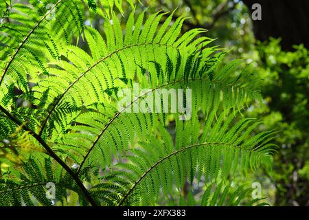 Primo piano della parte inferiore delle fronde di felce con il sole che splende e le illumina e spore visibili sulle foglie in un ambiente verde di foresta Foto Stock