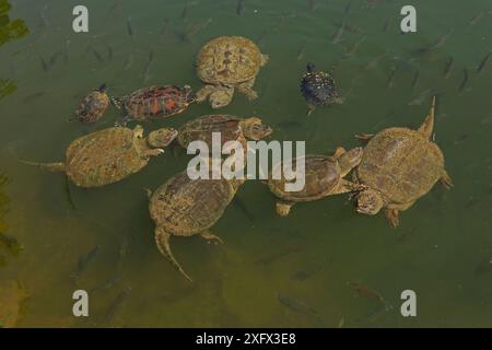 Tartarughe a scatto (Chelydra serpentina) con cursori dalle orecchie rosse (Pseudemys rubriventris) e River Cooter (Pseudemys concinna) e Bluegills (Lepomis macrochirus), Maryland, USA, giugno. Foto Stock