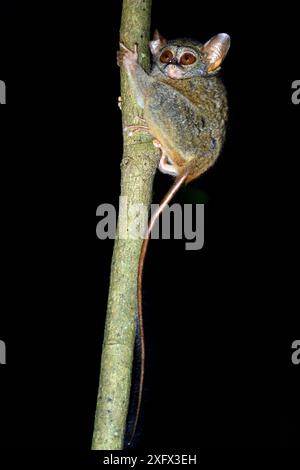 Tarsier spettrale di Gursky (Tarsius spectrumgurskyae) Sulawesi settentrionale Foto Stock