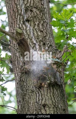 La falena processionaria di quercia (Thaumetopoea processionea) nida di quercia (Quercus robur). Surrey, Inghilterra, Regno Unito. Luglio 2018. Foto Stock