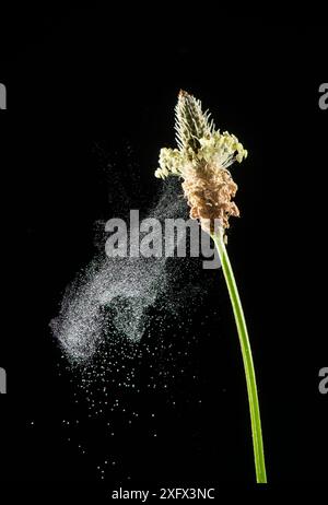 Piantana di Ribwort (Plantago lanceolata) che disperde polline in brezza. Foto Stock