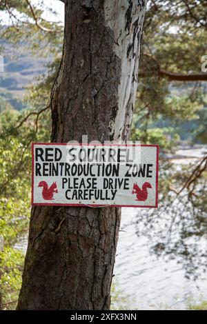 Cartello inchiodato al tronco dell'albero avvisa i conducenti della presenza dello scoiattolo rosso (Sciurus vulgaris). Progetto di re-introduzione, Torridon, Scozia, Regno Unito. Maggio 2018. Foto Stock