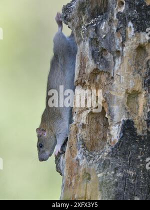 Ratto marrone (Rattus norvegicus) tronco discendente dell'albero. Delta del Danubio, Romania. Maggio. Foto Stock