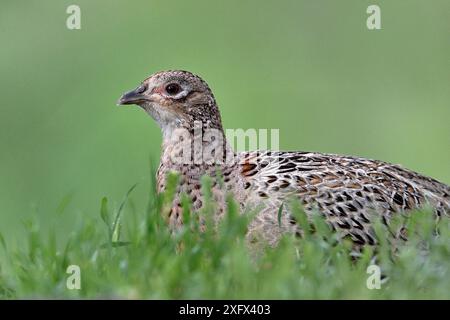 Fagiano comune (Phasianus colchicus) seduto nell'erba. Romania. Maggio. Foto Stock