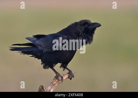 Corvo settentrionale (Corvus corax) arroccato su un ramo. Delta del Danubio, Romania. Maggio. Foto Stock