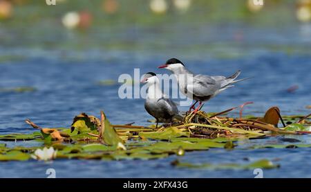 Le terne Whiskered (Chlidonias hybrida) si uniscono al nido nelle ninfee. Delta del Danubio, Romania. Maggio. Foto Stock