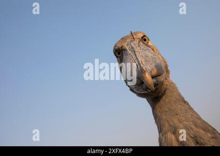 Shoebill (Balaeniceps rex) Ritratto, palude di Bengweulu, Zambia Foto Stock