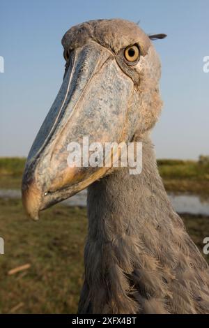 Shoebill (Balaeniceps rex) Ritratto, palude di Bengweulu, Zambia Foto Stock