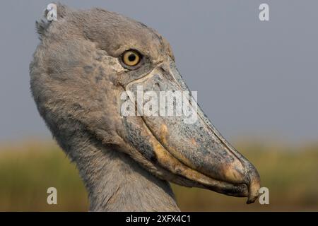 Shoebill (Balaeniceps rex) Ritratto, palude di Bengweulu, Zambia Foto Stock