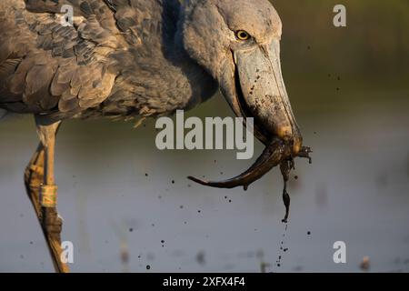 Shoebill (Balaeniceps rex) catturare un pesce gatto. Bengweulu palude, Zambia. Foto Stock