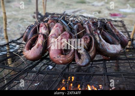 Pesce gatto catturato con le reti e affumicato. Sono le prede preferite della palude di Bengweulu, Zambia, la Shoebill (Balaeniceps rex). Foto Stock