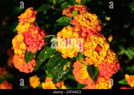 Rugiada mattutina sui fiori di una pianta Lantana, macchina fotografica Lantana, arbusto della famiglia Verbena. Foto Stock